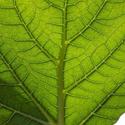 Green Leaf Veins Closeup