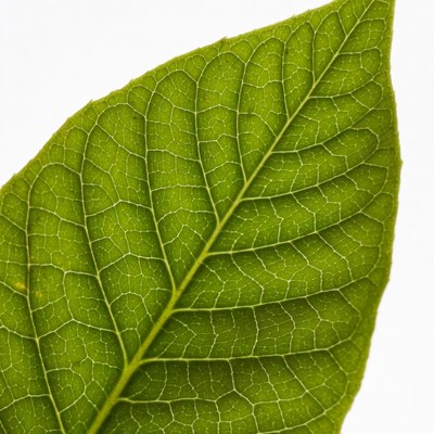 Green Leaf Veins Closeup