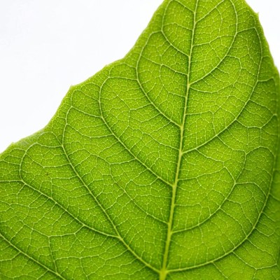 Green Leaf with Veins on White