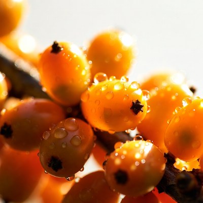 Dewy Orange Sea Buckthorn Berries