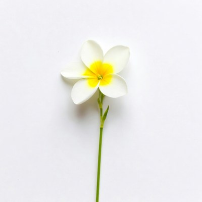 White Frangipani Flower on White Background
