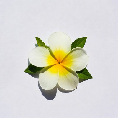 White Frangipani Flower with Leaves