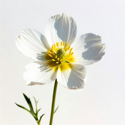 White Anemone Flower on Stem