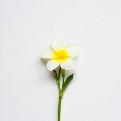White Frangipani Flower on White Background