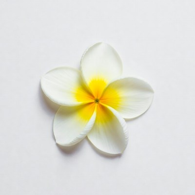 White Frangipani Flower on White Background