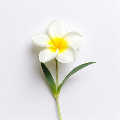 White Frangipani Flower with Yellow Center