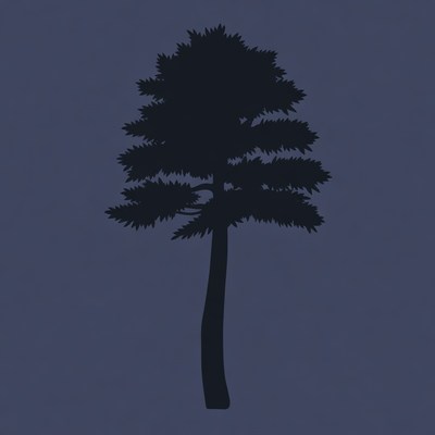 Silhouette of tall pine tree