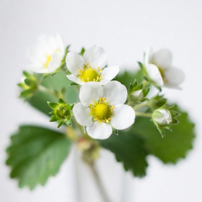 White Strawberry Flowers Cluster