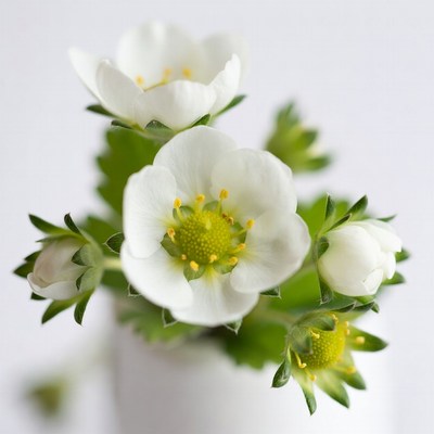 White strawberry flowers cluster