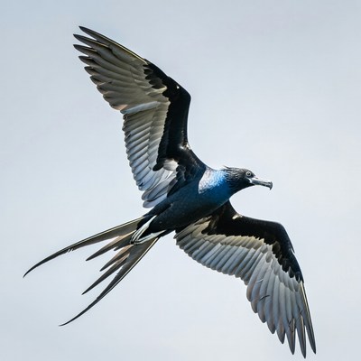 Frigatebird flying with wings spread