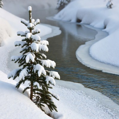 Snowy Pine Tree by Icy River