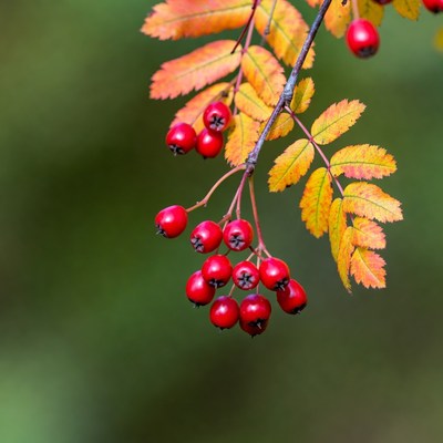 Red Rowan Berries on Autumn Branch