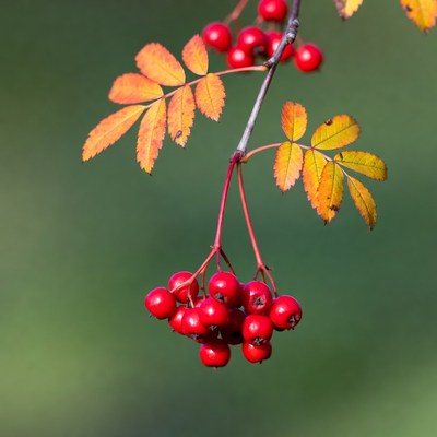 Red Mountain Ash Berries on Autumn Branch