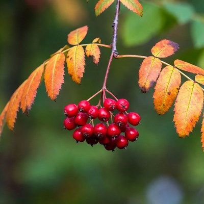 Red Mountain Ash Berries on Autumn Leaves