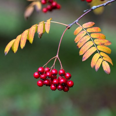 Red Mountain Ash Berries on Autumn Branch