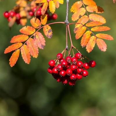 Red Mountain Ash Berries on Autumn Leaves