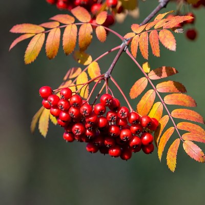 Red Mountain Ash Berries on Autumn Branch