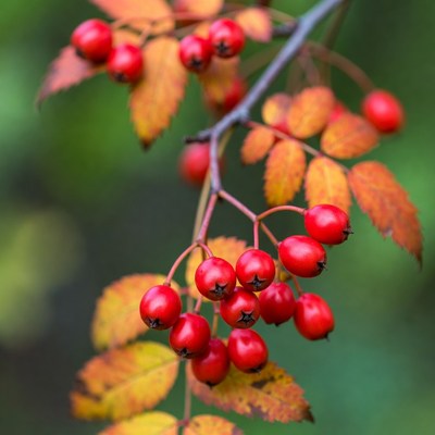 Red Mountain Ash Berries on Autumn Branch