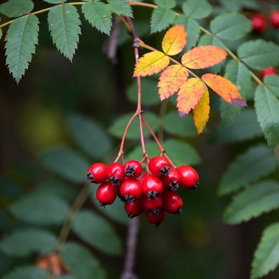 Red Rowan Berries on Autumn Branches