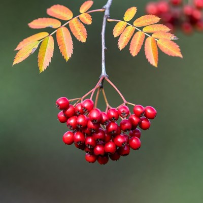 Red Mountain Ash Berries with Orange Leaves