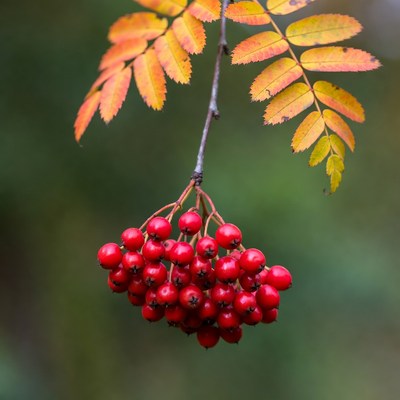Red Mountain Ash Berries on Autumn Branch