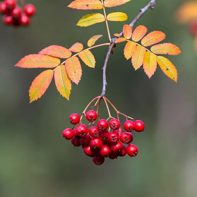 Red Mountain Ash Berries on Autumn Branch