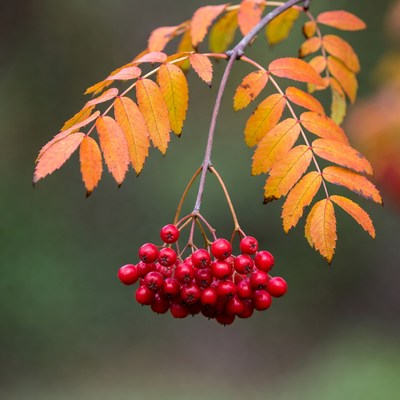 Rowan Berries on Autumn Branch