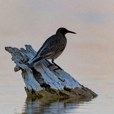 Bird perched on driftwood in water