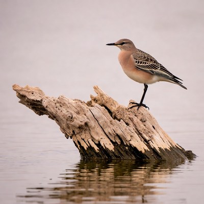 Semipalmated Sandpiper on driftwood