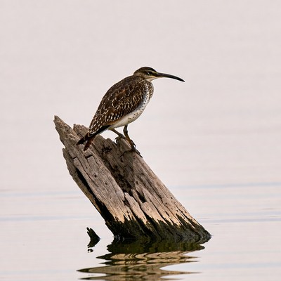Whimbrel standing on driftwood