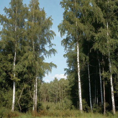 Tall birch trees in green forest