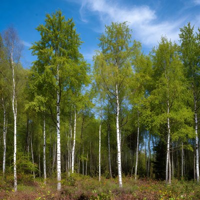 Birch Trees in Forest