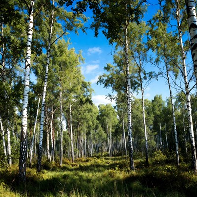 Birch Forest with Green Grass