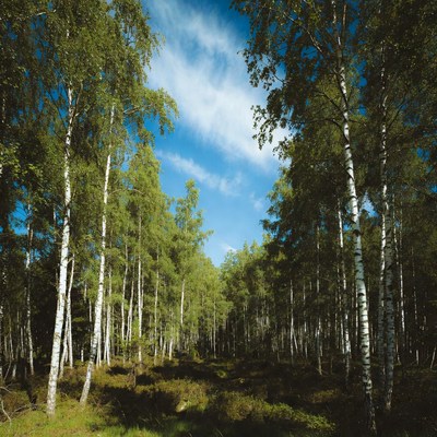 Birch Forest with Path