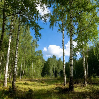 Birch Forest with Blue Sky