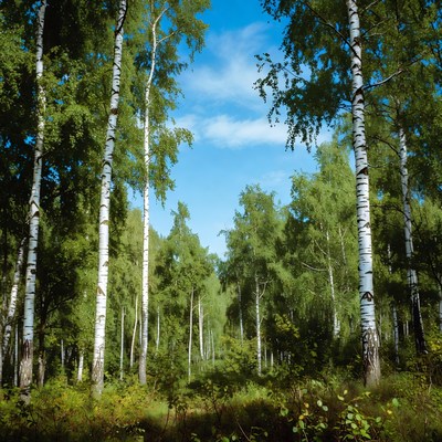 Birch Forest with Blue Sky