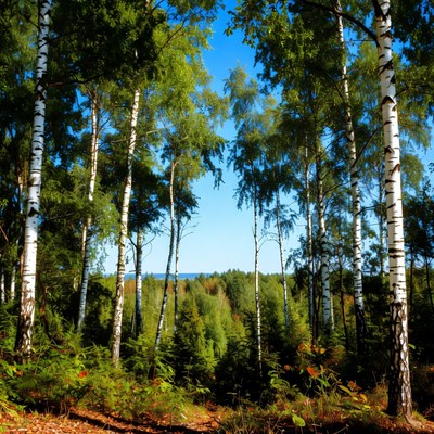 Lush Birch Forest with Blue Sky