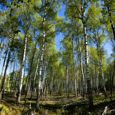 Birch Forest in Sunlight
