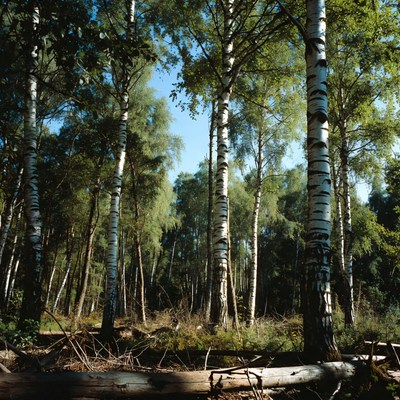 Tall birch trees in forest