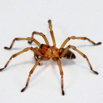 Orange spider on white background