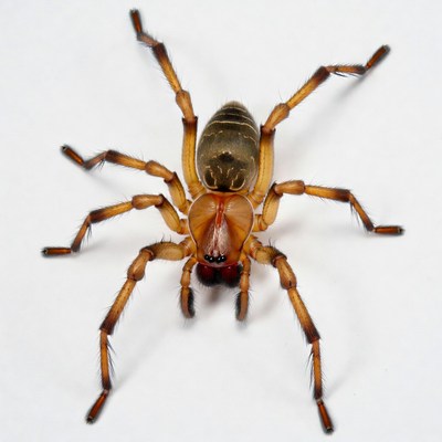 Orange wolf spider on white background