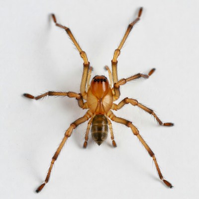 Orange spider on white background