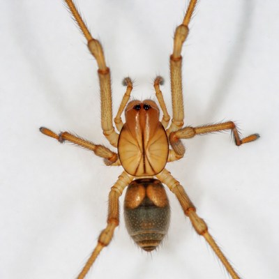 Orange spider on white background