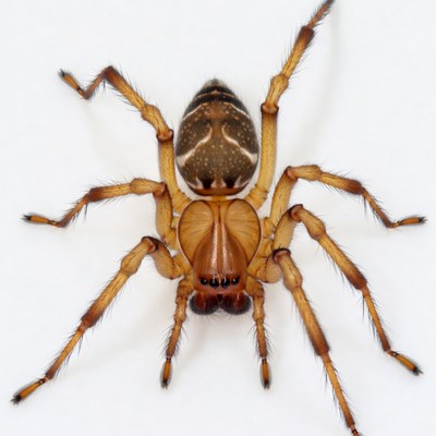 Orange wolf spider on white background