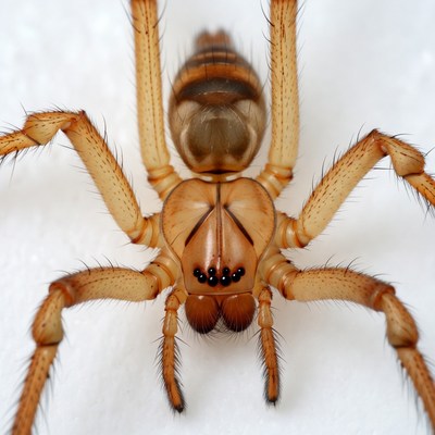 Orange Striped Spider Front View