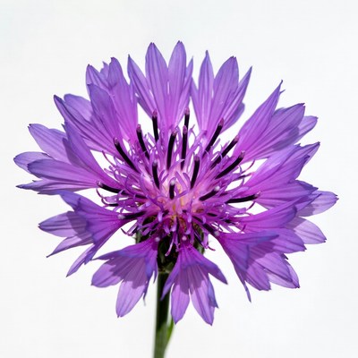 Purple Cornflower Bloom Closeup