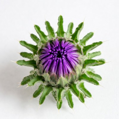 Purple Thistle Flower on White Background