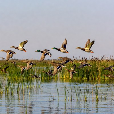 Flock of Mallard Ducks Flying over Marsh