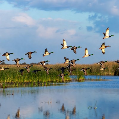 Flock of Ducks Flying over Marsh