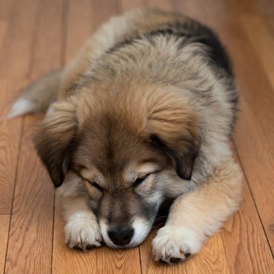 Fluffy puppy sleeping on floor